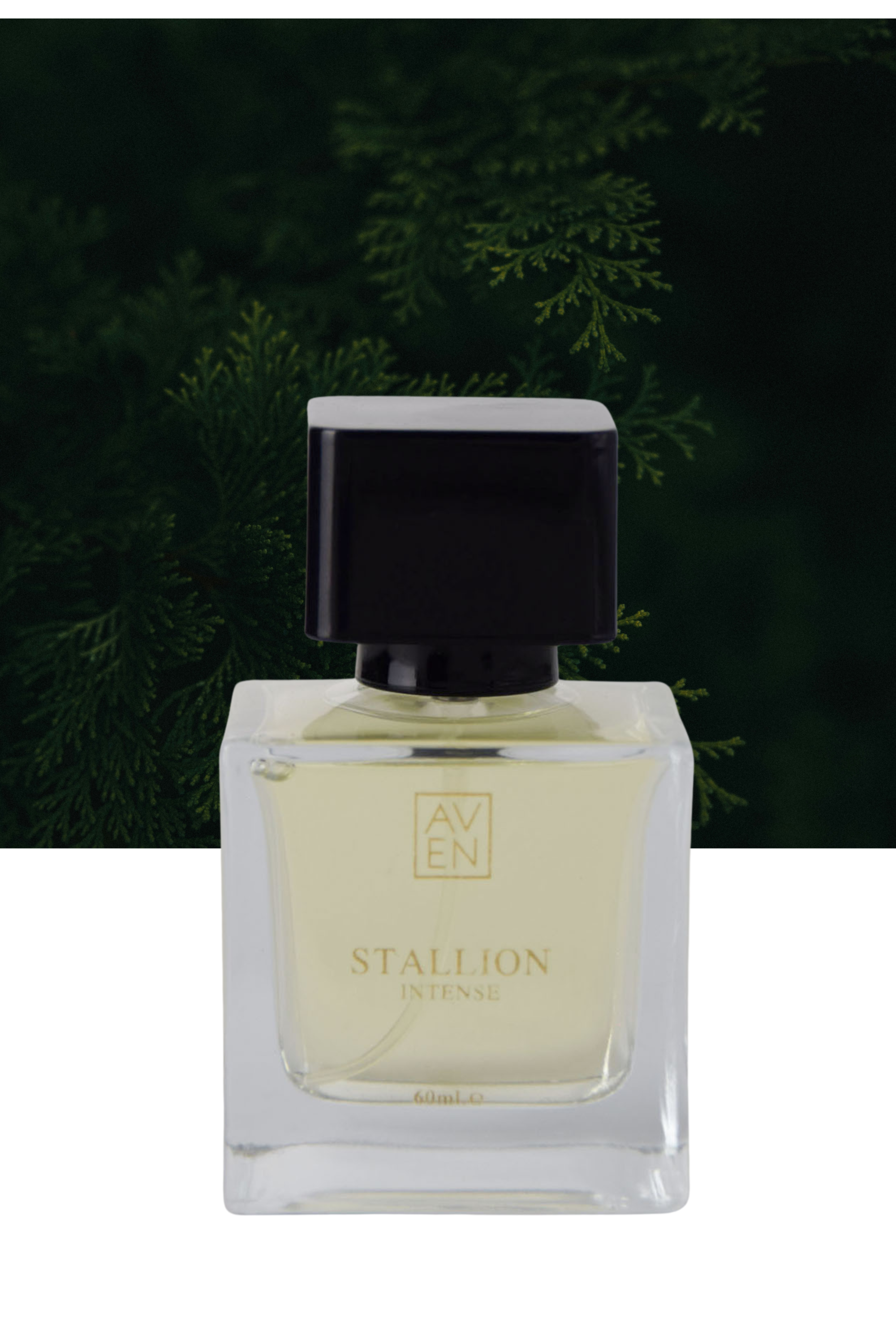 Stallion Intense